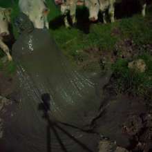 Swamp Angel: 71 Mud Moon Ritual Cape and Cows