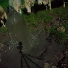 Swamp Angel: 71 Mud Moon Ritual Cape and Cows