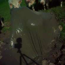 Swamp Angel: 71 Mud Moon Ritual Cape and Cows