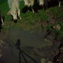 Swamp Angel: 71 Mud Moon Ritual Cape and Cows