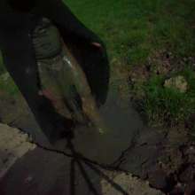 Swamp Angel: 71 Mud Moon Ritual Cape and Cows