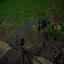 Swamp Angel: 71 Mud Moon Ritual Cape and Cows