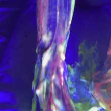 Wamgirlx: Glow in The Dark UV Gunging  Legs and Feet