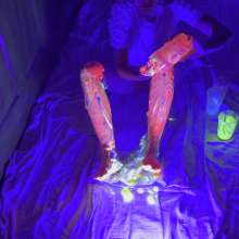 Wamgirlx: Glow in The Dark UV Gunging  Legs and Feet