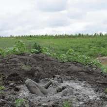 RyuuWammer: The Great Mud Wallow of 2023