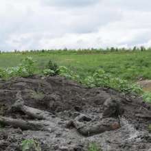 RyuuWammer: The Great Mud Wallow of 2023
