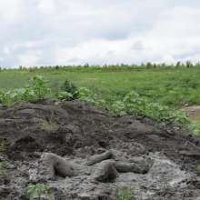 RyuuWammer: The Great Mud Wallow of 2023