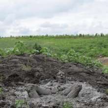 RyuuWammer: The Great Mud Wallow of 2023