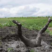RyuuWammer: The Great Mud Wallow of 2023