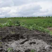 RyuuWammer: The Great Mud Wallow of 2023