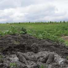 RyuuWammer: The Great Mud Wallow of 2023