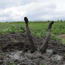 RyuuWammer: The Great Mud Wallow of 2023