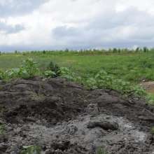 RyuuWammer: The Great Mud Wallow of 2023