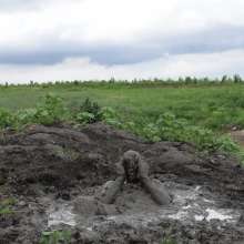 RyuuWammer: The Great Mud Wallow of 2023