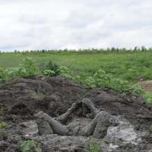 RyuuWammer: The Great Mud Wallow of 2023