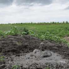 RyuuWammer: The Great Mud Wallow of 2023