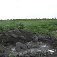 RyuuWammer: The Great Mud Wallow of 2023