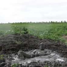 RyuuWammer: The Great Mud Wallow of 2023