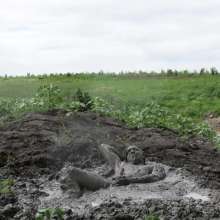 RyuuWammer: The Great Mud Wallow of 2023