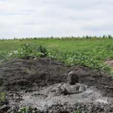 RyuuWammer: The Great Mud Wallow of 2023