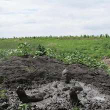 RyuuWammer: The Great Mud Wallow of 2023