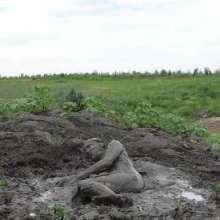 RyuuWammer: The Great Mud Wallow of 2023