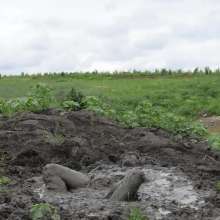 RyuuWammer: The Great Mud Wallow of 2023
