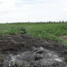 RyuuWammer: The Great Mud Wallow of 2023