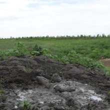 RyuuWammer: The Great Mud Wallow of 2023