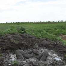 RyuuWammer: The Great Mud Wallow of 2023