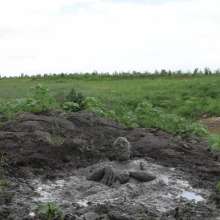 RyuuWammer: The Great Mud Wallow of 2023