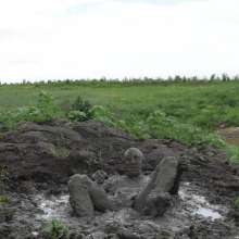 RyuuWammer: The Great Mud Wallow of 2023
