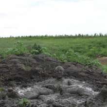 RyuuWammer: The Great Mud Wallow of 2023