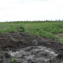 RyuuWammer: The Great Mud Wallow of 2023