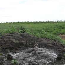 RyuuWammer: The Great Mud Wallow of 2023