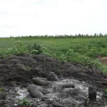 RyuuWammer: The Great Mud Wallow of 2023