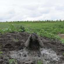 RyuuWammer: The Great Mud Wallow of 2023