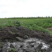 RyuuWammer: The Great Mud Wallow of 2023