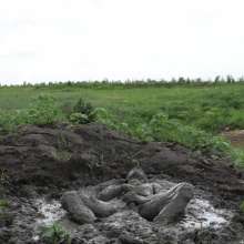 RyuuWammer: The Great Mud Wallow of 2023