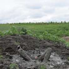 RyuuWammer: The Great Mud Wallow of 2023
