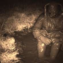 Swamp Angel: 86 Ir Latex Mask and Leather Skirt Mud Bath