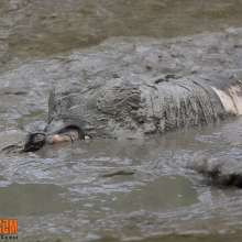 FOXY: Julia immerses herself in the mud