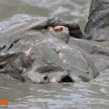 FOXY: julia with her head in mud