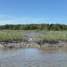 uyt: Scouting around for tidal mud