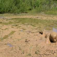 RyuuWammer: Quarry Clay Wallow 2024