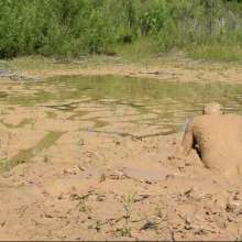 RyuuWammer: Quarry Clay Wallow 2024