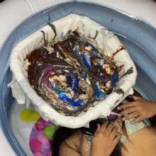 Wam Bagheera Studio: Sexy Laura First Time in The New Slime Pit