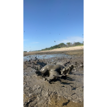 Daddydirtydog: Finally some good river mud