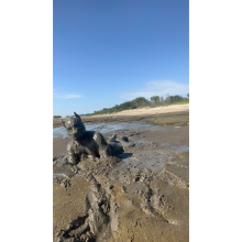 Daddydirtydog: Finally some good river mud