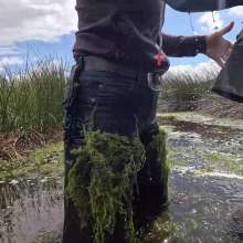 WetandMuddy: Video 105--Hippobottomus